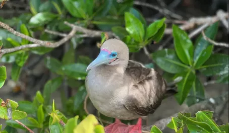 Red footed boobie