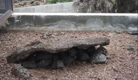 Babies hiding under a rock