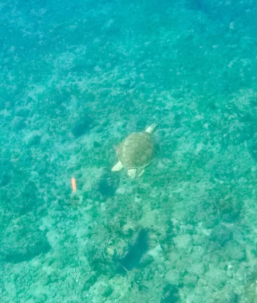 Turtle while snorkeling on Norman Island
