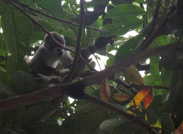 squirrel monkey foraging