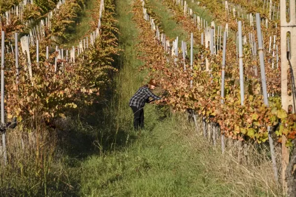 Woman in a Sagrantino vineyard