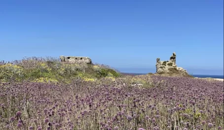 Pylos - Methoni Castle Flowery Meadow