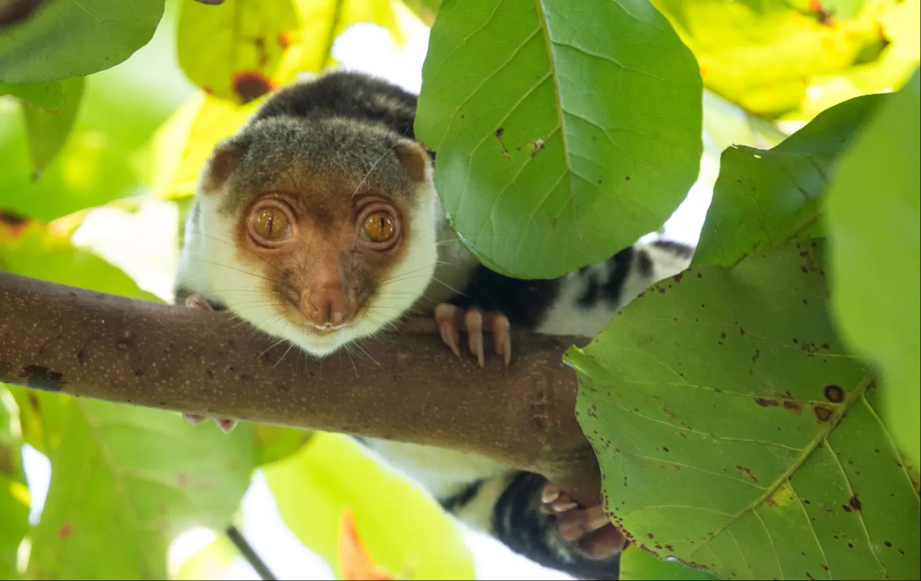 Northern Common Cuscus in Sorong, Indonesia