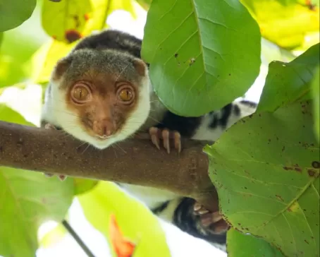 Northern Common Cuscus in Sorong, Indonesia