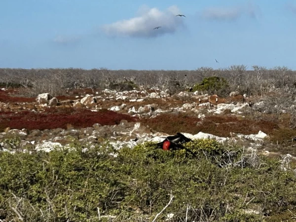 North Seymour Island - Frigate birds