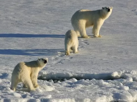 A Polar Bear family explores the landscape 