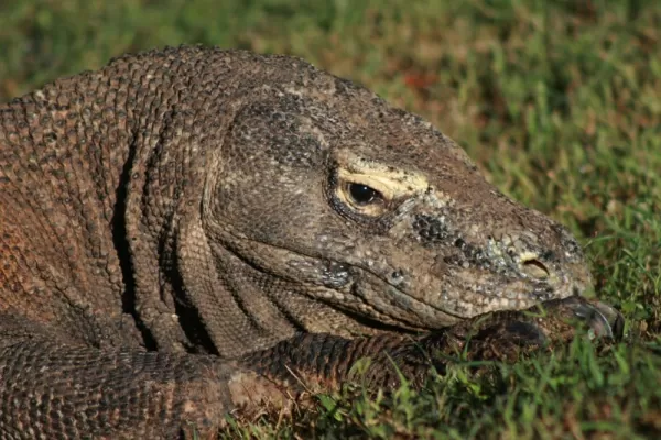 Komodo Dragon in Indonesia