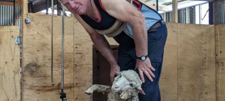 Sheep shearing demo
