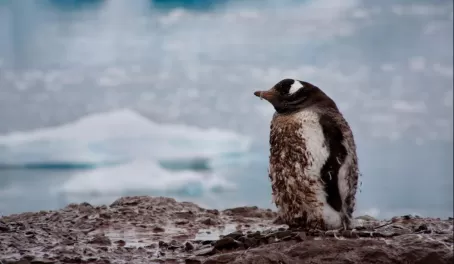 A dirty penguin, Neko Harbour
