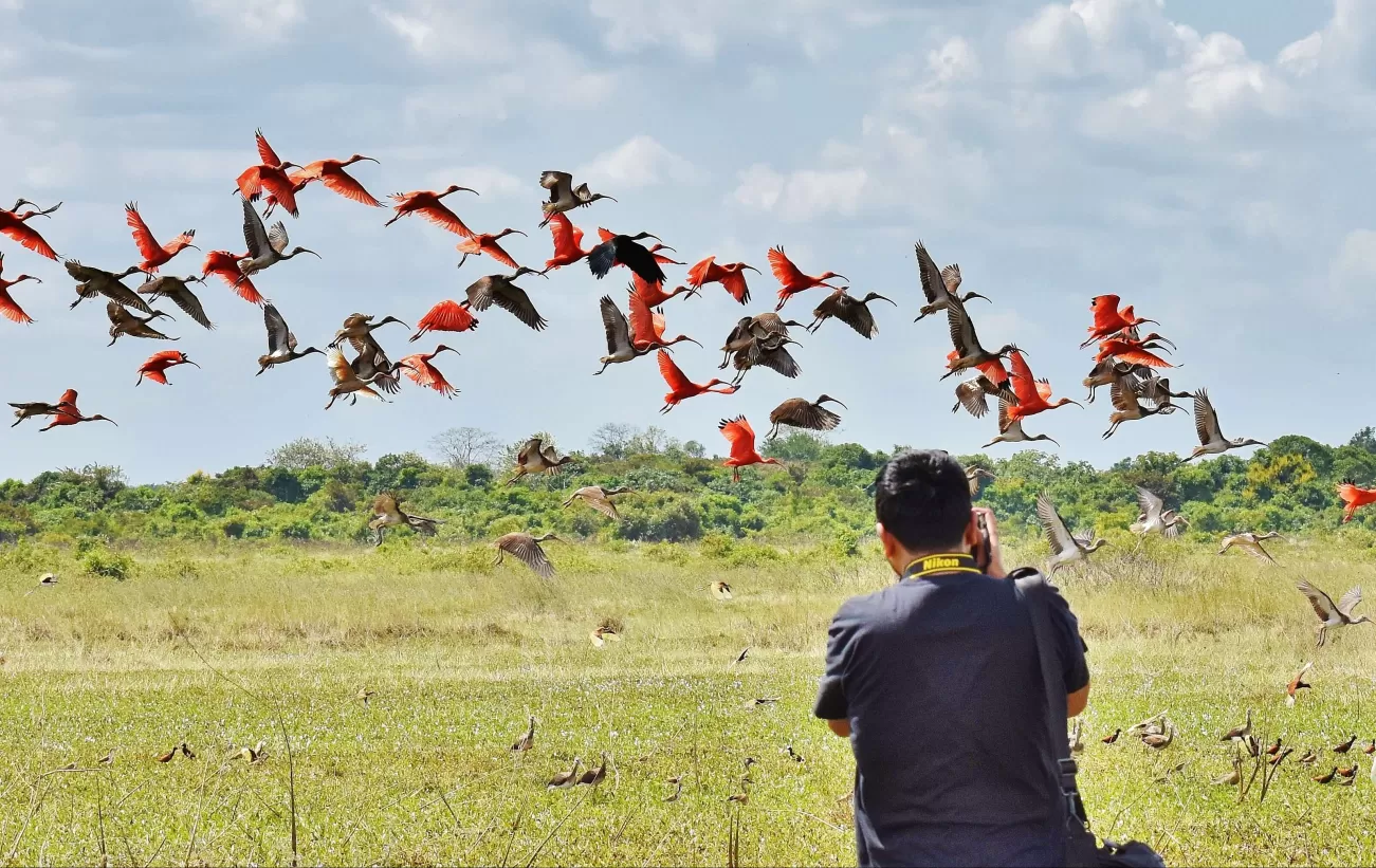 Giant flocks of birds in the Nature Reserve