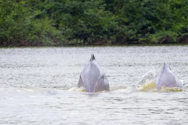Amazonian Pink Dolphins