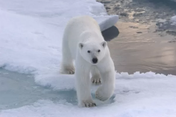A polar bear wanders across the ice