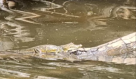 Baby Crocodiles spotted on the estuary kayaking in Tamarindo