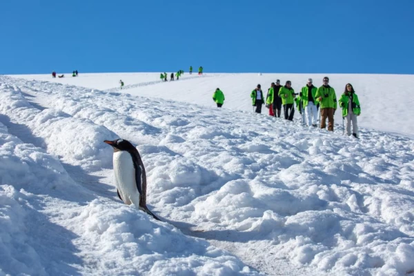 Atlas Ocean Voyages spotting wildlife in Antarctica