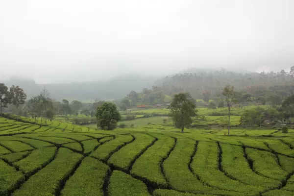 Tea Plantation Bogor