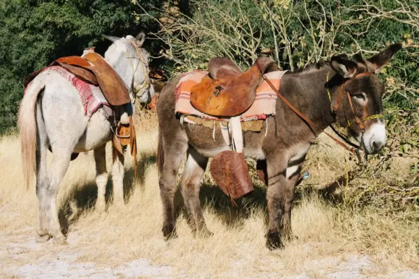 Mule ride in Agua Verde
