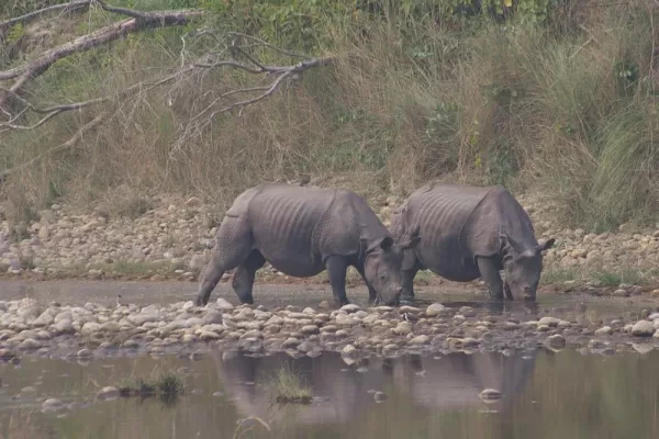 One-horned Rhinos in Chitwan National Park