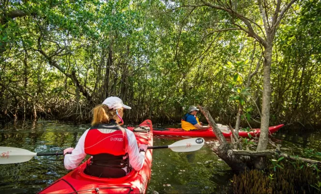 Kayaks in mangrove forest on