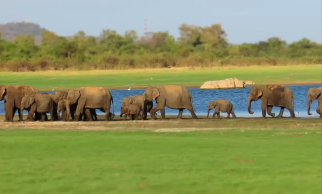 A herd of Elephants in Minneriya, Sri Lanka