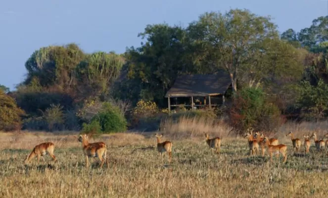 Wildlife in Ntemwa-Busanga Camp