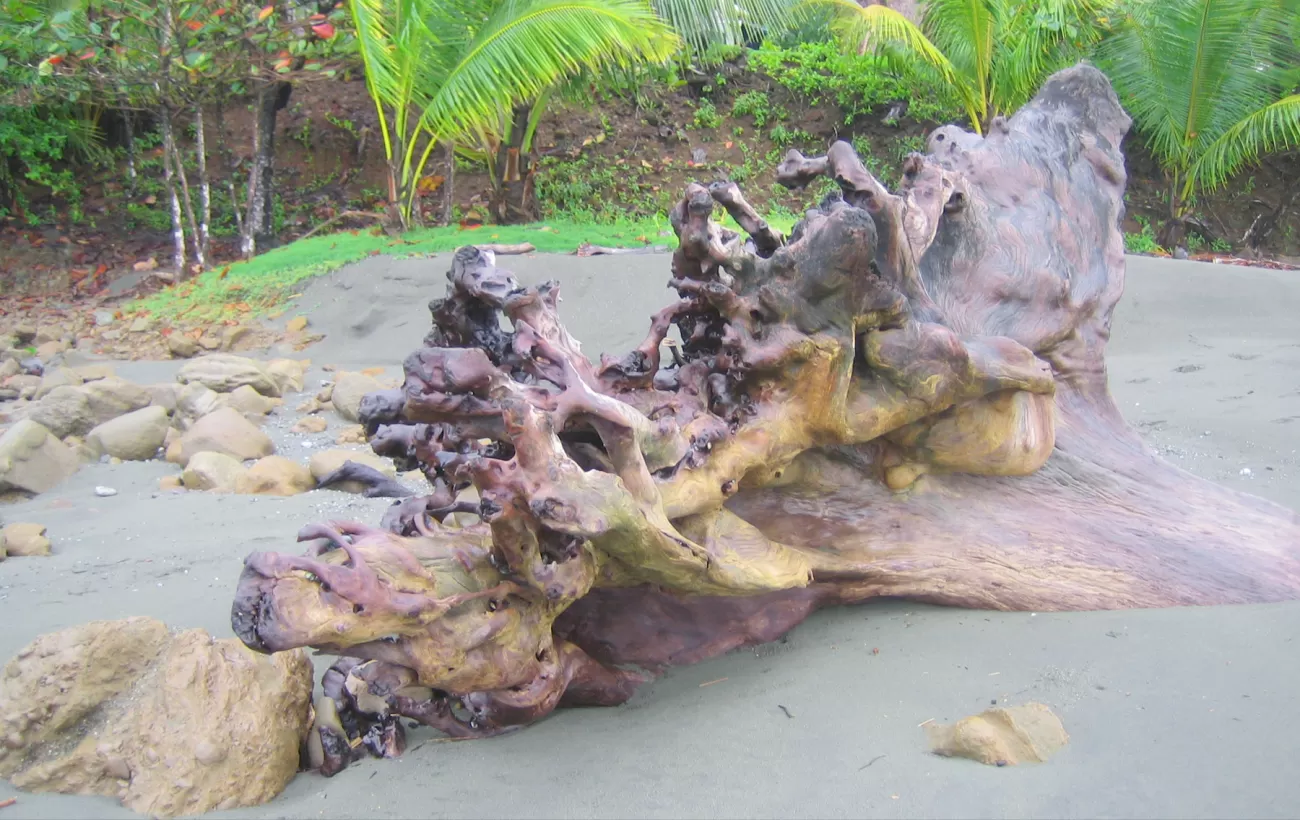 Interesting wood formation seen during Costa Rica beach vacation
