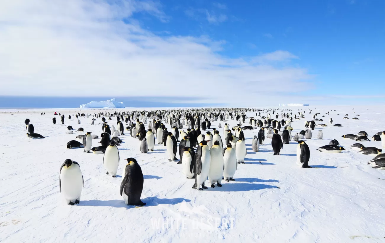 Emperor's Penguin Colony in Atka Bay