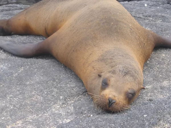 Sea lion taking a nap in the Galapagos