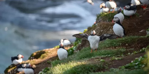 Puffins on puffins at Grimsey Island, Iceland!