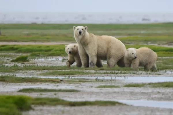 Polar Bears at the bay