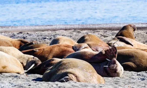 A colony of walruses resting on the beach