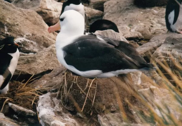 Black Browed Albatross in the Falklands