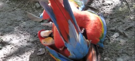 Squabbling scarlet macaws