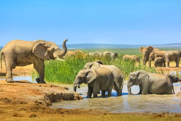 Elephants cooling down with a mud bath, Addo Elephant National Park, South Africa