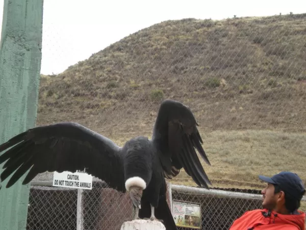 Condor at Wildlife Rescue Ctr