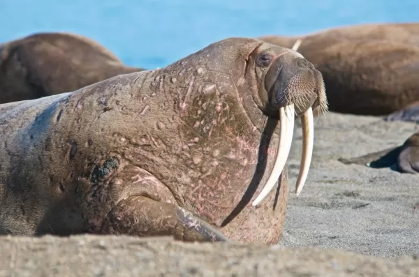 Atlantic Walrus