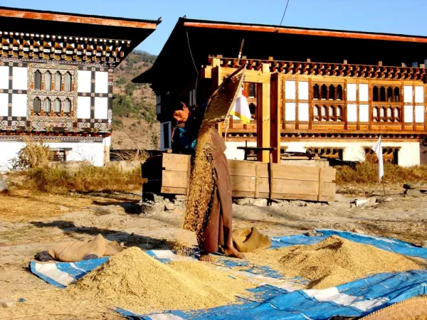 Unpolished rice in Lobesa, Punakha