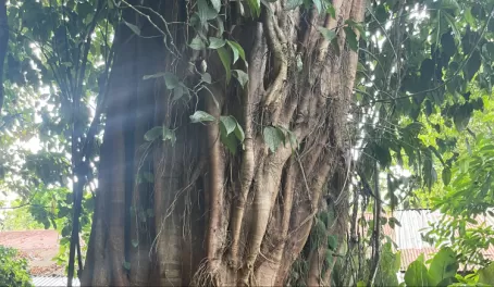 A huge tree in Pachira Lodge
