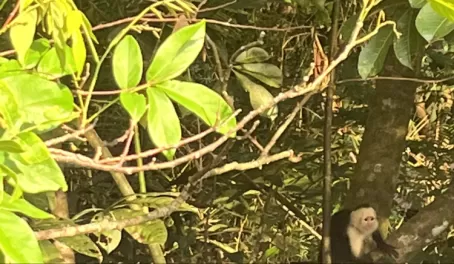 White face monkey in the Evergreen Lodge