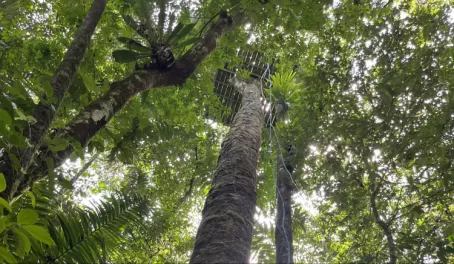The tree that we rappelled in Selva Bananito Reserve