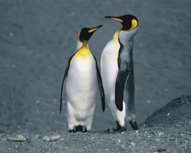 Pair of King penguins on an Antarctica cruise