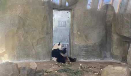Panda at an indoor enclosure waiting for more bamboo