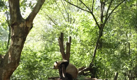 A panda getting itself hung up on a tree