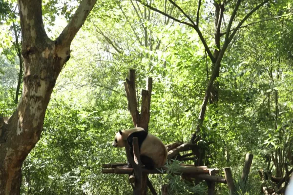 A panda getting itself hung up on a tree