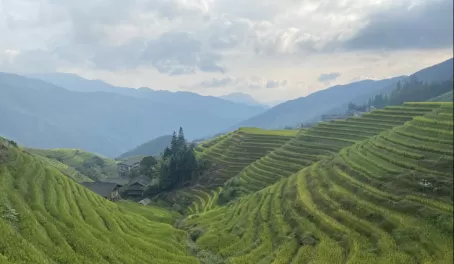 The surreal beauty of Longji Rice Terraces