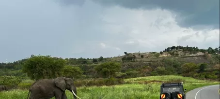 Uganda - Elephant letting us know who is boss