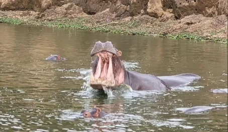 Kazinga Channel Cruise - Hungry, hungry hippos!