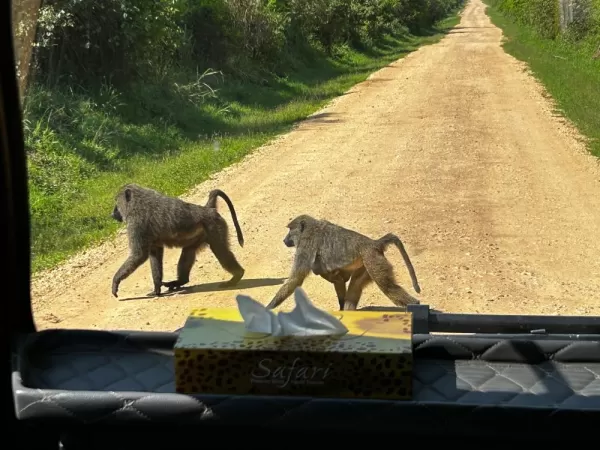 Traffic on the way to Bwindi