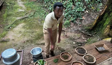 Bwindi Lodge - learning how to process tea