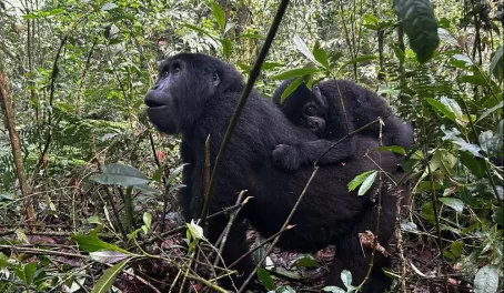 The Rushegura family of gorillas in Bwindi Impenetrable Forest