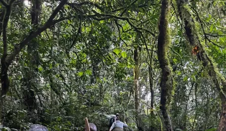 Gorilla trekking in Bwindi Impenetrable Forest
